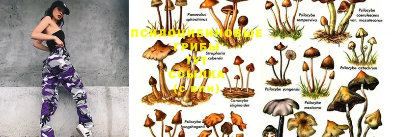 Псилоцибиновые грибы Psilocybine cubensis  сколько стоит  Дмитровск 